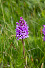 Dactylorhiza fuchsii - Common Spotted-orchid near Andermatt, Switzerland