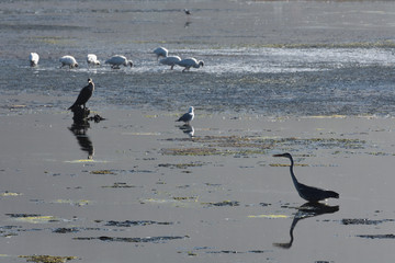 Grey Heron Bird Wandering Through Coastal Estuary (Ardea cinerea), Mossel Bay, South Africa