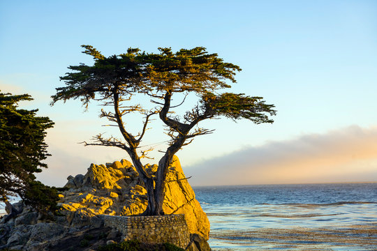 lonely cypress tree in California