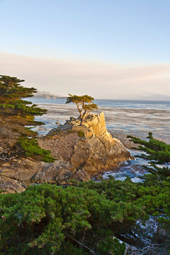 Cypress at the coastline in sunset