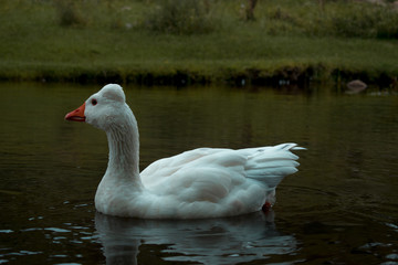 pato en lago