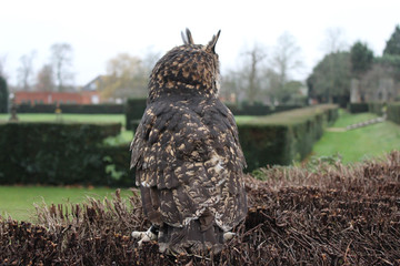 owl