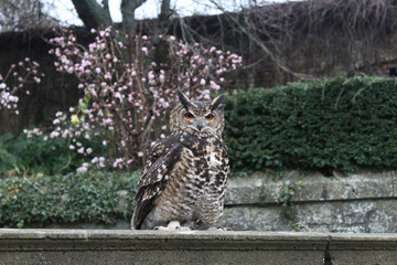owl