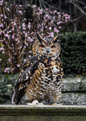 great horned owl