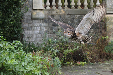 owl in flight