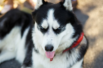 Portrait of gorgeous dog breeds husky in summer day