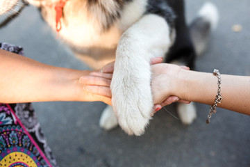 Closeup people hold hands of each other and dog paw