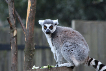 ring tailed lemur on branch of tree