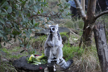 ring tailed lemur on branch of tree