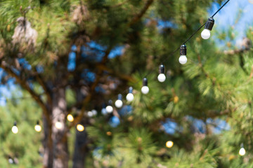 Decoration for an outdoor party. A garland of light bulbs hanging between the trees