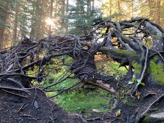 Fototapeta na wymiar Heart tree roots in the forest