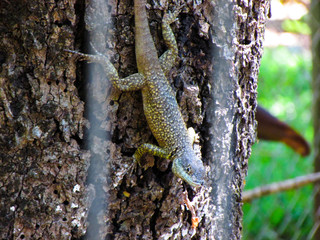 lizard on a tree