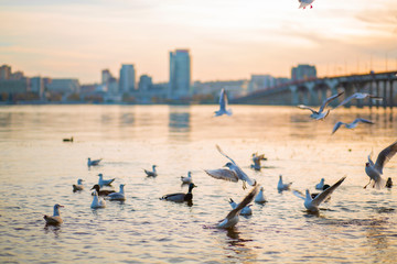 A flock of seagulls on the banks of the city river.