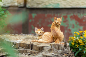 Wild ginger kittens are resting in a tree garden