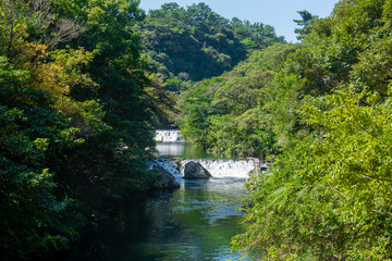 Obraz premium river in the forest