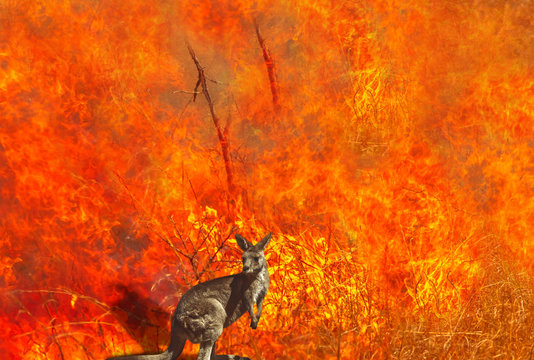 Composition about Australian wildlife in bushfires of Australia in 2020. Kangaroo with fire on background. January 2020 fire affecting Australia is considered the most devastating and deadly ever seen