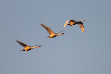 Swans swimming at sunset Drava River