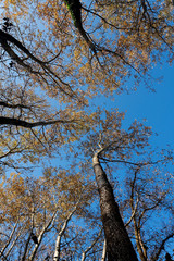 Autumn in flooded willow and poplar forest Drava River