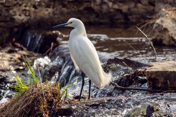 snowy egret bird hunting in a creek