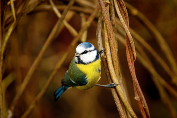 The Eurasian blue tit in autumn
