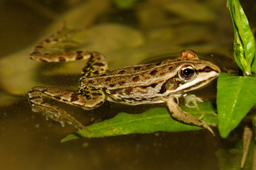 Green frog from the Drava River, Croatia