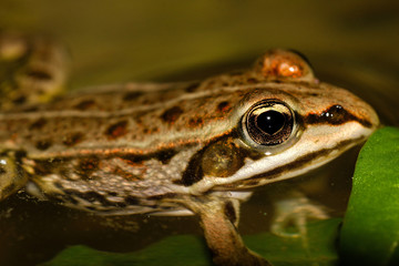 Green frog from the Drava River, Croatia