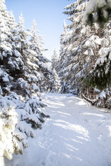 Droga w lesie iglastym w czasie zimy © andsko