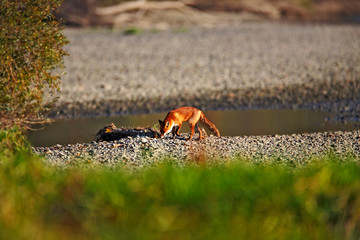 Fox on the river, the Drava, Croatia