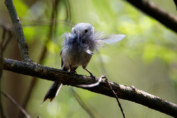 long-tailed tit with feathers in the beak, the Drava River