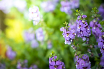 The background image of the colorful flowers