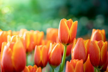 Beautiful bouquet of tulips. colorful tulips. nature background