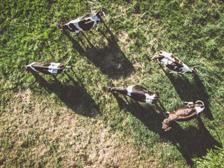 Cows grazing on green pasture, view directly from above