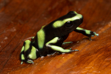 Green and Black Poison Dart Frog - Rare Costa Rica Pacific Variant (Dendrobates auratus)