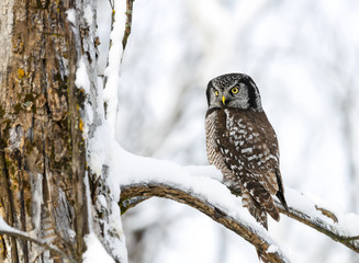 Northern Hawk Owl Perched in Tree Covered in Snow in Winter 
