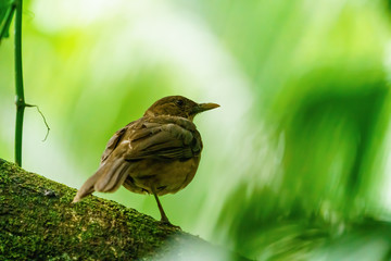 Clay-colored Thrush (Turdus grayi) in heavy shade of a dense forest in Csota Rica