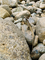 Brown Basilisk (Basiliscus vittatus) in Costa Rica on some rocks in Costa Rica