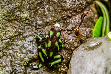 Green-and-Black Poison Dart Frog (Dendrobates auratus) on a rock in Costa Rica