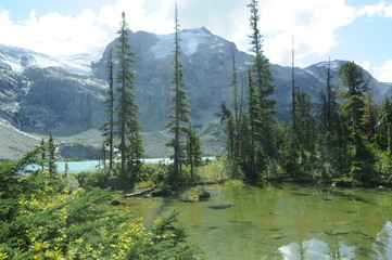 view of the forest and mountains