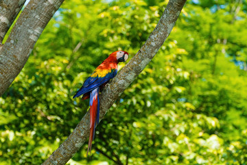 Scarlet Macaw (Ara macao) on a tree trunk in Alajuela, Costa Rica