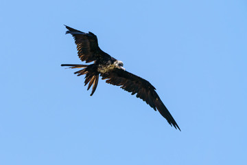 Fototapeta premium A very wet Frigatebirds (Fregatidae) in flight, taken in Alajuela, Costa Rica