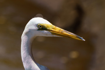 Great Egret (Ardea alba) portrait, taken in Alajuela, Costa Rica