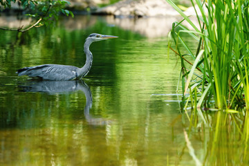 Grey Heron (Ardea cinerea) on a small river, taken in UK