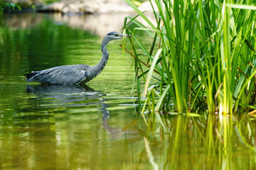 Grey Heron (Ardea cinerea) entering reeds in a small river, taken in UK