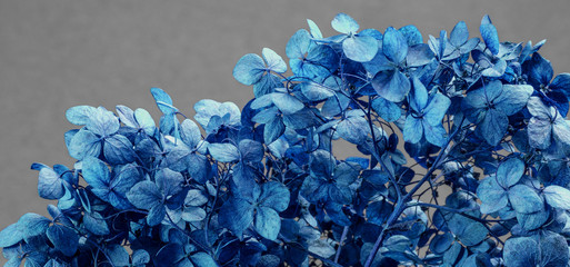 Dry hydrangea flowers close-up on a gray-blue background to illustrate poetry, abstractions,...