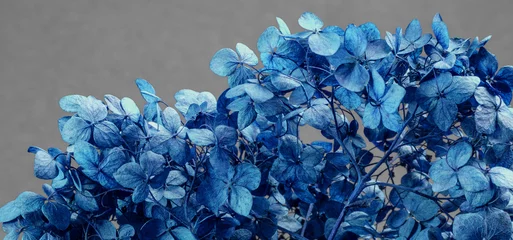 Gardinen Dry hydrangea flowers close-up on a gray-blue background to illustrate poetry, abstractions, associations. Tinted. Macro © LariBat