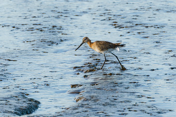 bar-tailed Godwit (Limosa lapponica) near purfleet along the Thames Estuary, South East England