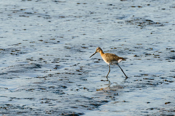 bar-tailed Godwit (Limosa lapponica) searching muddy riverbed for food, South East England