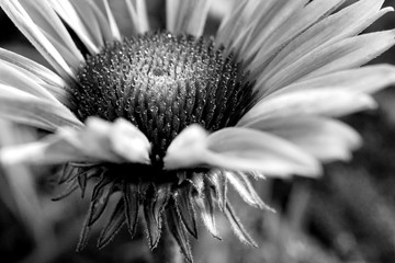 flower on black background