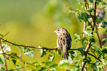 House sparrow (Passer domesticus) female, taken in Essex, England