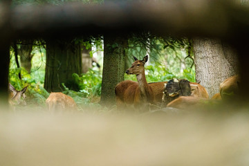 Red deer (Cervus elaphus) herd seen through branches of a fallen tree